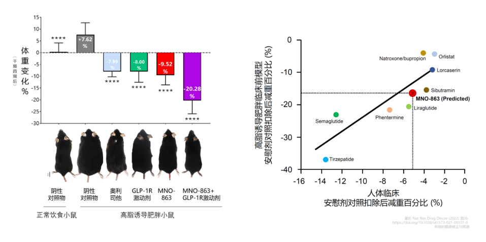 4周降低近10%体重！918博天堂助力慕恩生物MNO-863活菌生物药获批临床